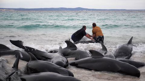Una captura de pantalla de TV tomada el 26 de julio de 2023 de ABC TV Australia muestra a los lugareños que intentan rescatar ballenas piloto varadas en Cheynes Beach, cerca de Albany, en Australia Occidental.