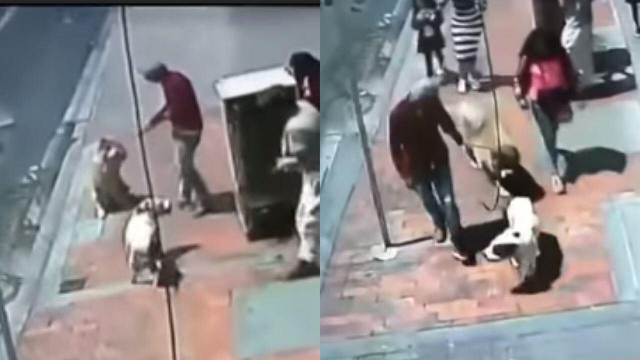 Personas desconocidas se valieron de una perra en celo para robar a un perro guía en Bogotá
