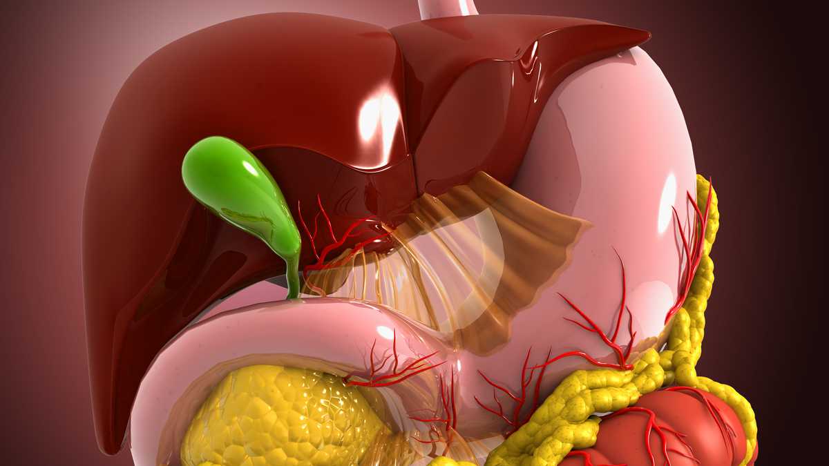Vista de cerca del sistema digestivo humano. Hígado, estómago y páncreas. Ilustración 3d