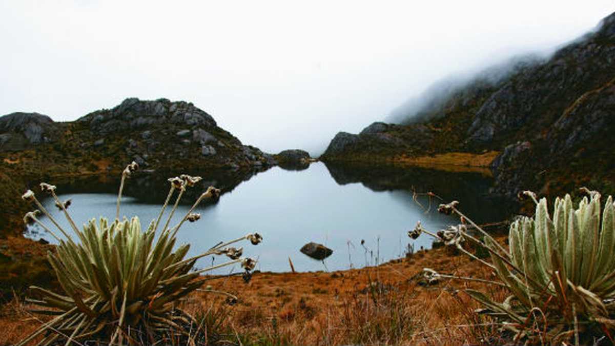 En el páramo de Santurbán se han registrado 3.200 especies de plantas, de las cuales cerca de 600 son endémicas de los Andes colombianos, según el Instituto Humboldt. 