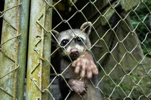 Animales silvestres