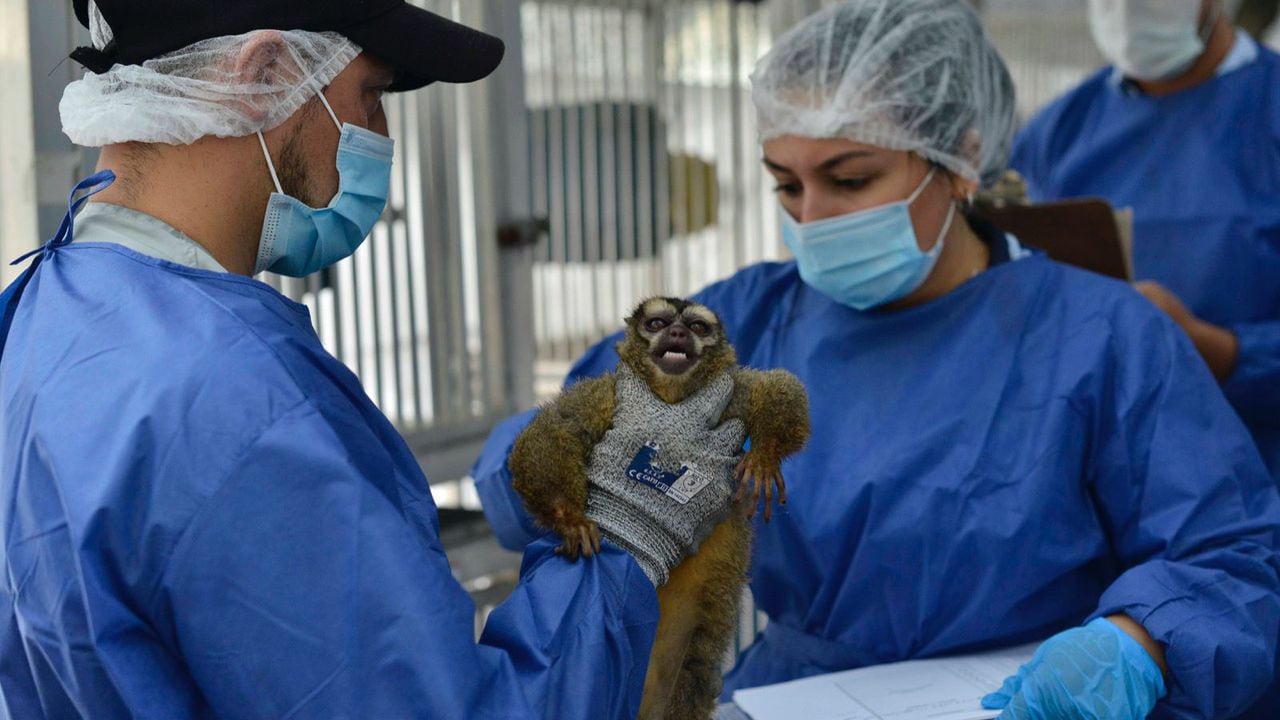 Algunos primates tienen amputaciones, fracturas antiguas y lesiones cutáneas.