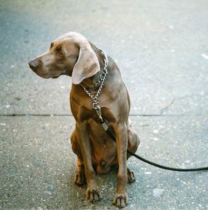 Maltrato animal - Getty Images