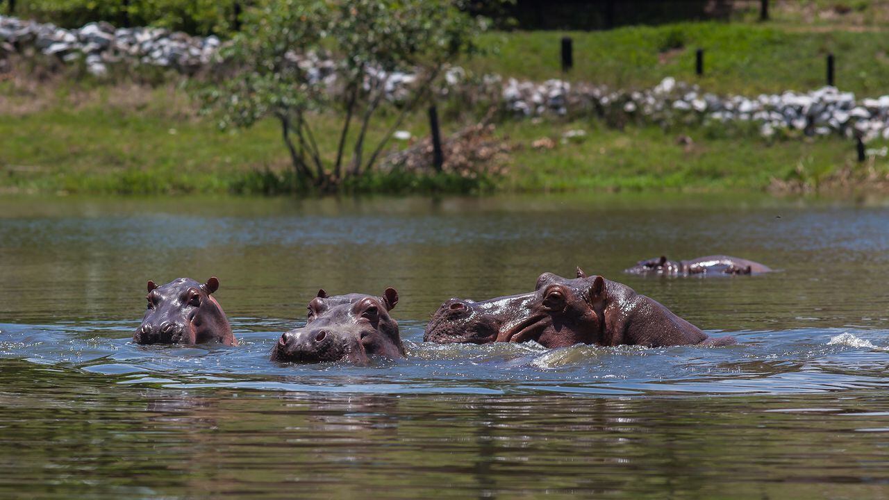 hipopótamos Pablo escobar