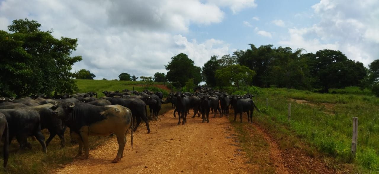Ganaderos desplazan a bovinos y bufalinos en los predios de La Mojana ante inundaciones