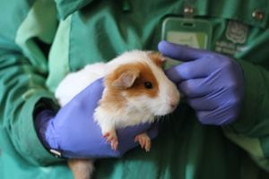 Los veterinarios que hicieron parte del operativo encontraron varios animales con enfermedades en la piel, además de altos signos de deshidratación y desnutrición.