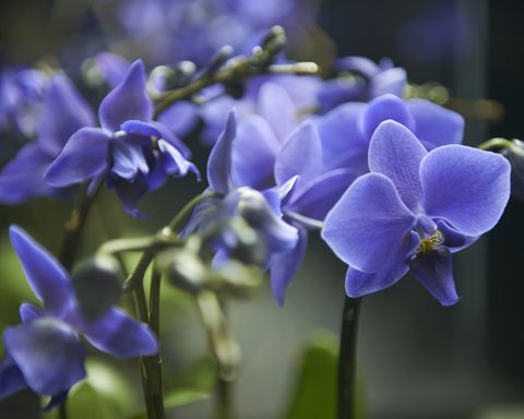 Explore las técnicas de transformación cromática para añadir un toque de azul a las exquisitas flores de orquídeas.