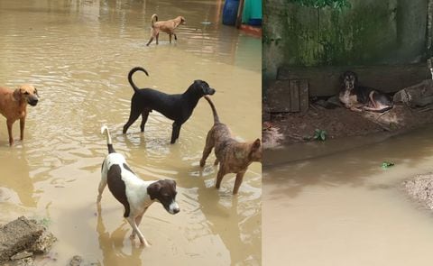 Más de 300 perros están expuestos a enfermedades a causa del agua estancada.