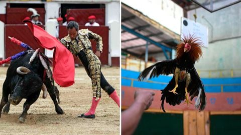 Las corridas de toros y peleas de gallos tendrán mayor piso jurídico para su realización