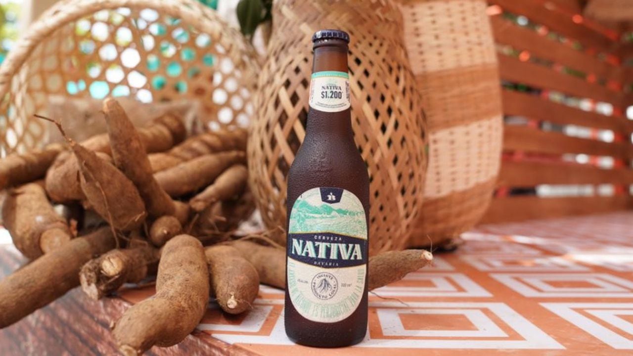 La yuca utilizada para fabricar la nueva cerveza Nativa fue cultivada en los municipios de Colosó, Corozal, Galeras, El Roble, Los Palmitos, Sampués, San Marcos, San Pedro, Sincé, San Antonio de Palmito y Sincelejo.