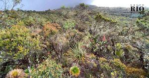 El páramo de Guacheneque alberga 273 especies de plantas registradas en sus 9.800 hectáreas. Muchas de ellas con características medicinales Foto: Mariana Estrada