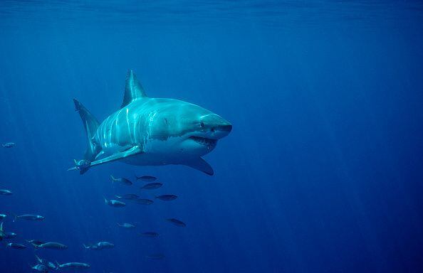 El gran tiburón blanco, una de las especies más letales en el océano.