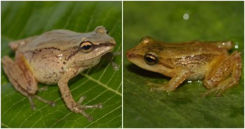 Estas son las dos nuevas ranas descubiertas para la ciencia en el Parque Nacional Chingaza.