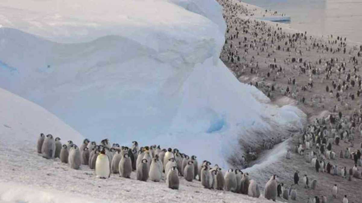 Excremento de pingüino emperador permitió descubrir nuevas colonias. Foto: CHRISTOPHER WALTON vía BBC. 