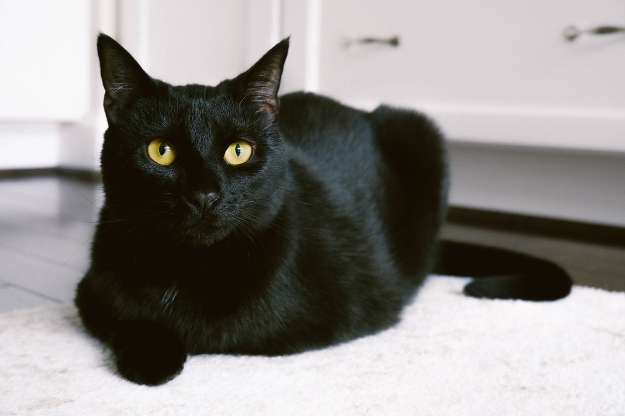Supersticiones de los gatos negros