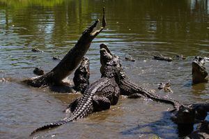 Los cocodrilos cubanos (Crocodylus rhombifer) reaccionan cuando un cebo cuelga sobre ellos en un criadero de cocodrilos en el Ciénaga de Zapata, Ciénaga de Zapata, Cuba, 25 de agosto de 2022. 