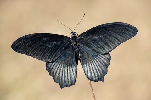 Las mariposas negras poseen un significado especial.