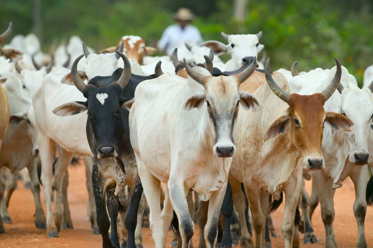 El ganado es el principal afectado por la supuesta existencia del Chupacabras.