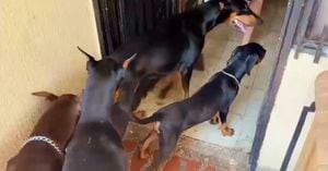 Así lucen algunos de los caninos que se encontraban en la vivienda del oriente de Cali.