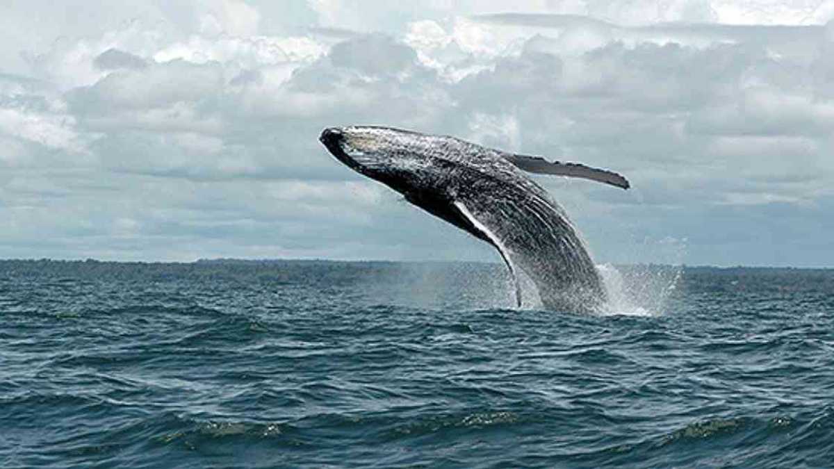 Las ballenas francas alcanzan a medir de 20 a 21 metros y pesan hasta 135 toneladas. Foto: archivo/Semana