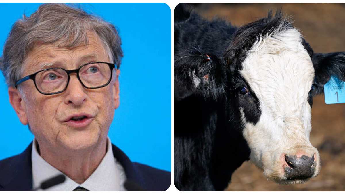 Estudio contradice la postura de Bill Gates sobre el consumo de carne, estos son los detalles de la investigación