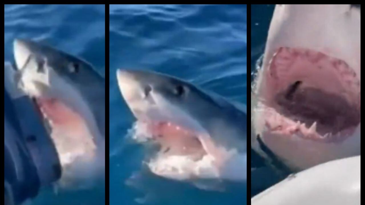 Un tiburón blanco acechó durante una hora el bote en que se desplazaba una familia cerca a las costas de Australia Occidental.