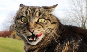 Sobre los gatos, según destacan medios internacionales, también existen riesgo de transmisibilidad de enfermedades como los brotes de la llamada leucemia felina.