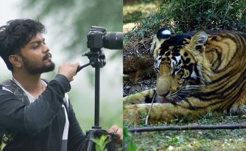 Satya Swagat fotografió a dos tigres negros en la India