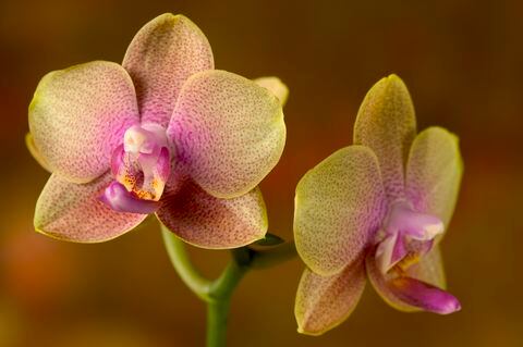 La orquídea es una flor elegante y muy apetecida para la decoración en interiores.
