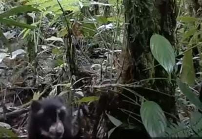 Familia de osos de anteojos en Villa Rica Tolima