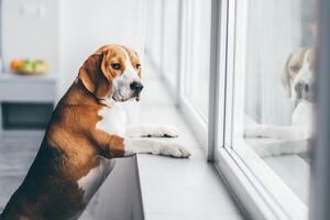 Para los perros que se quedarán solos en casa hay que tener especial cuidado con los cables eléctricos, las ventanas y los balcones abiertos.