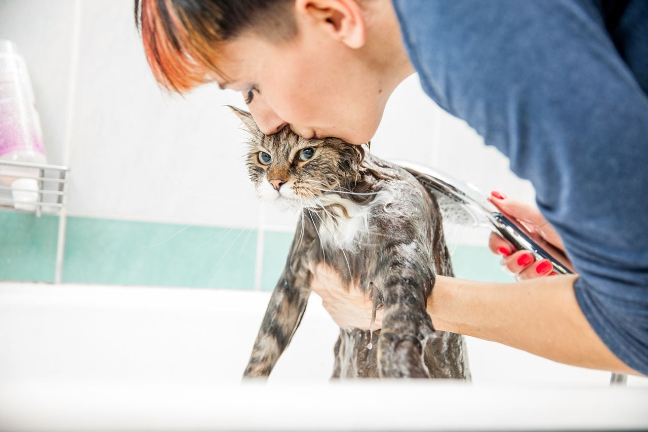 Bañar a un gato es una buena opción cuando ya acumulan bastante suciedad y así puede hacerlo.