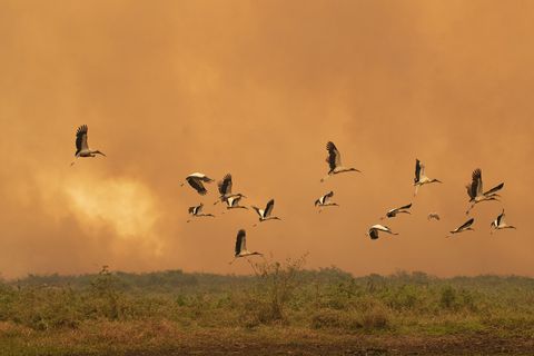 Incendio Amazonas Brasil