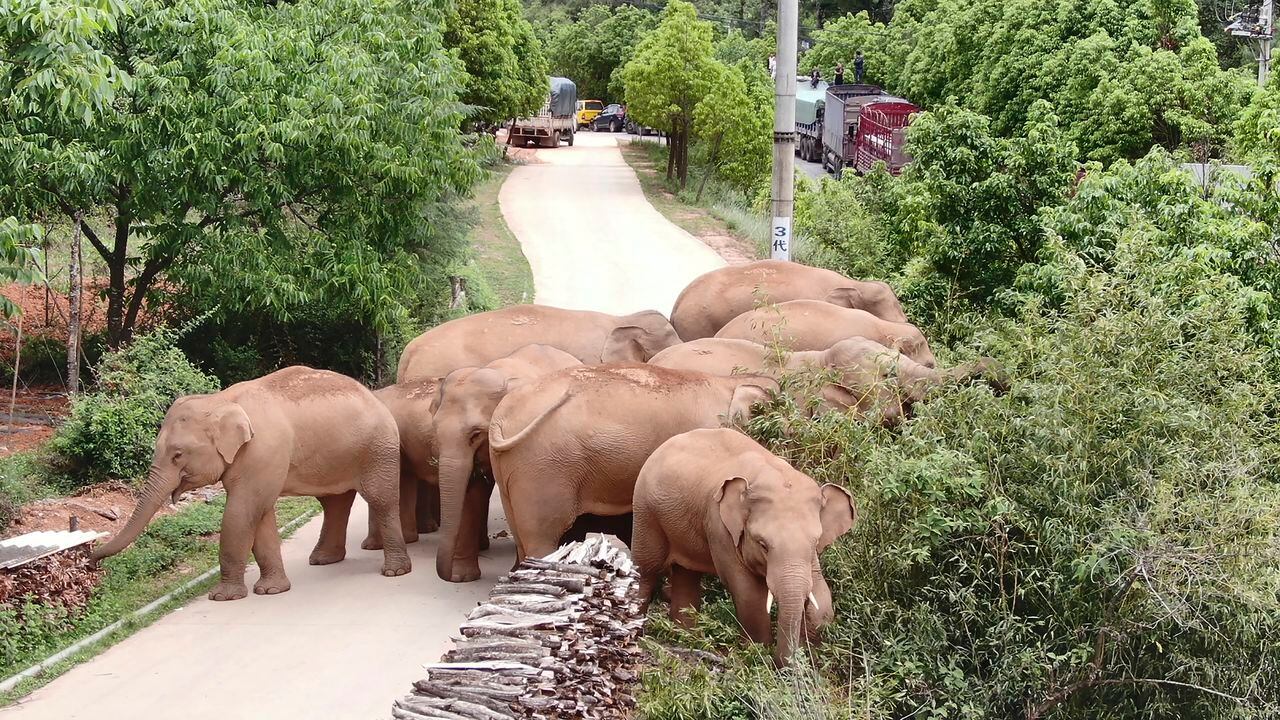 elefantes china