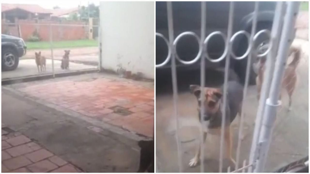 Así esperaban otros perros la salida de su compañero.
