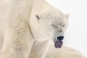 Se muestra un oso polar después de entrenar con otro oso cerca de la comunidad de Churchill en la Bahía de Hudson, Manitoba, Canadá, el 20 de noviembre de 2021. Foto REUTERS / Carlos Osorio
