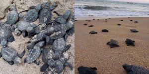 Las tortugas marinas, en peligro de extinción, lograron completar su fase normal de desarrollo en la solitaria playa de Janga, en el estado de Pernambuco, en Brasil. La calma y la ausencia de humanos permitió que se diera un nacimiento como hacía mucho tiempo no sucedía. El pasado 22 de marzo salieron del cascarón.