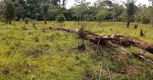 Esta área protegida del departamento del Putumayo ha sido víctima de la deforestación y los cultivos ilícitos. Foto: Ejército Nacional.