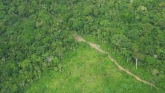 Así se veía en diciembre de 2023 la deforestación en el resguardo Yaguará, en cercanías de Chiribiquete. Crédito: FZS Colombia.