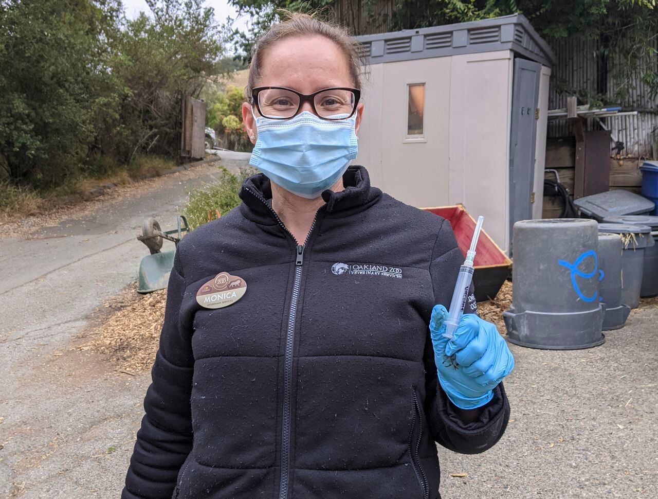 Monica Fox posa luego de inyectar la vacuna experimental en el Oakland Zoo, en California. Este lugar está vacunando a sus felinos grandes, osos y hurones contra el coronavirus con una vacuna experimental. (Oakland Zoo via AP)