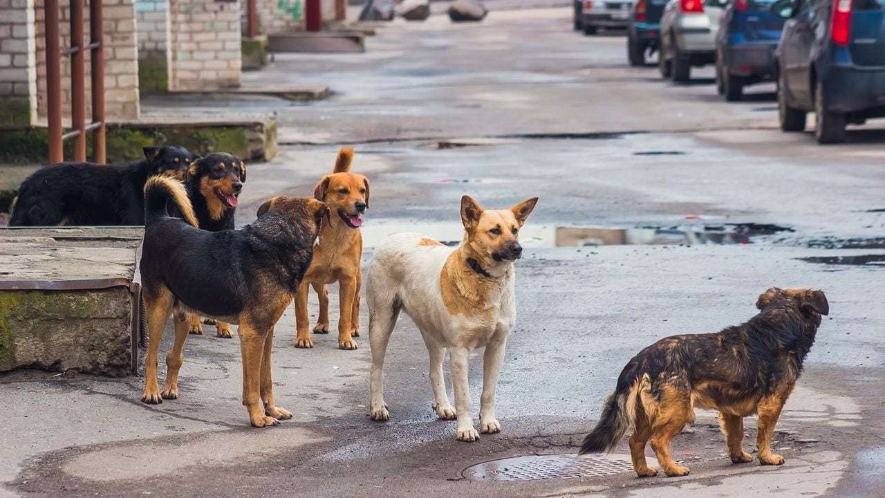 Perros callejeros