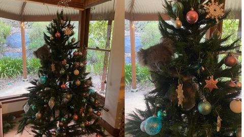Video: ¡Qué ternura! Mujer encontró un Koala colgado de su árbol de Navidad