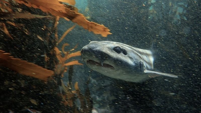 El tiburón pijama, que no ve pero tiene un fino sentido del olfato, es el principal depredador de los pulpos comunes en esta zona de Sudáfrica.