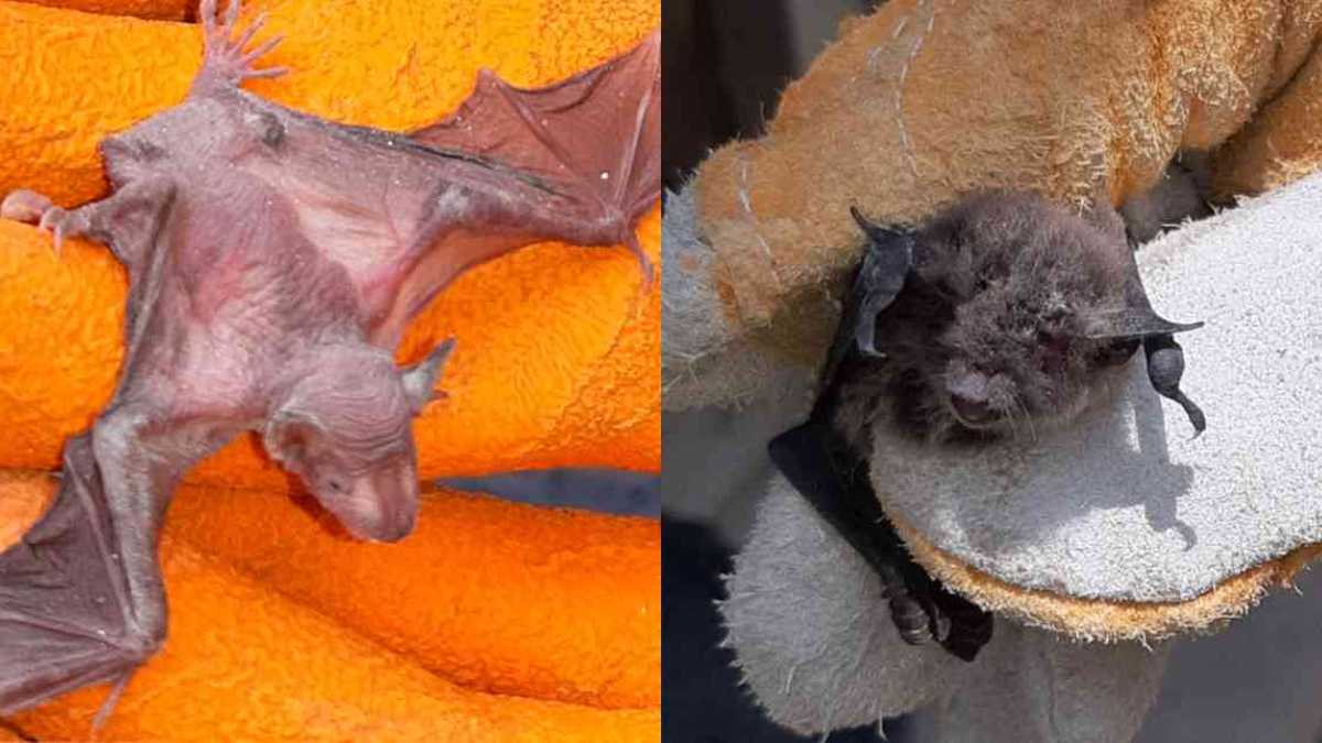 Varios murciélagos fueron atacados en un departamento en el norte de Perú. Fotos: Serfor.