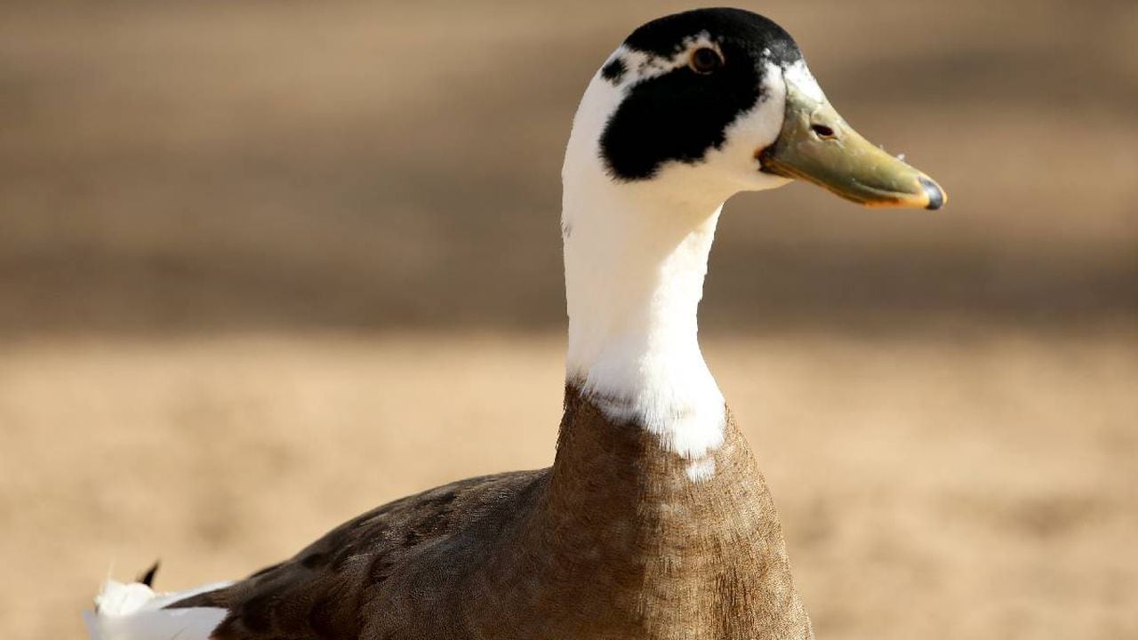 Francia sacrifica importante número de aves en ola 'inusual' de gripe aviar