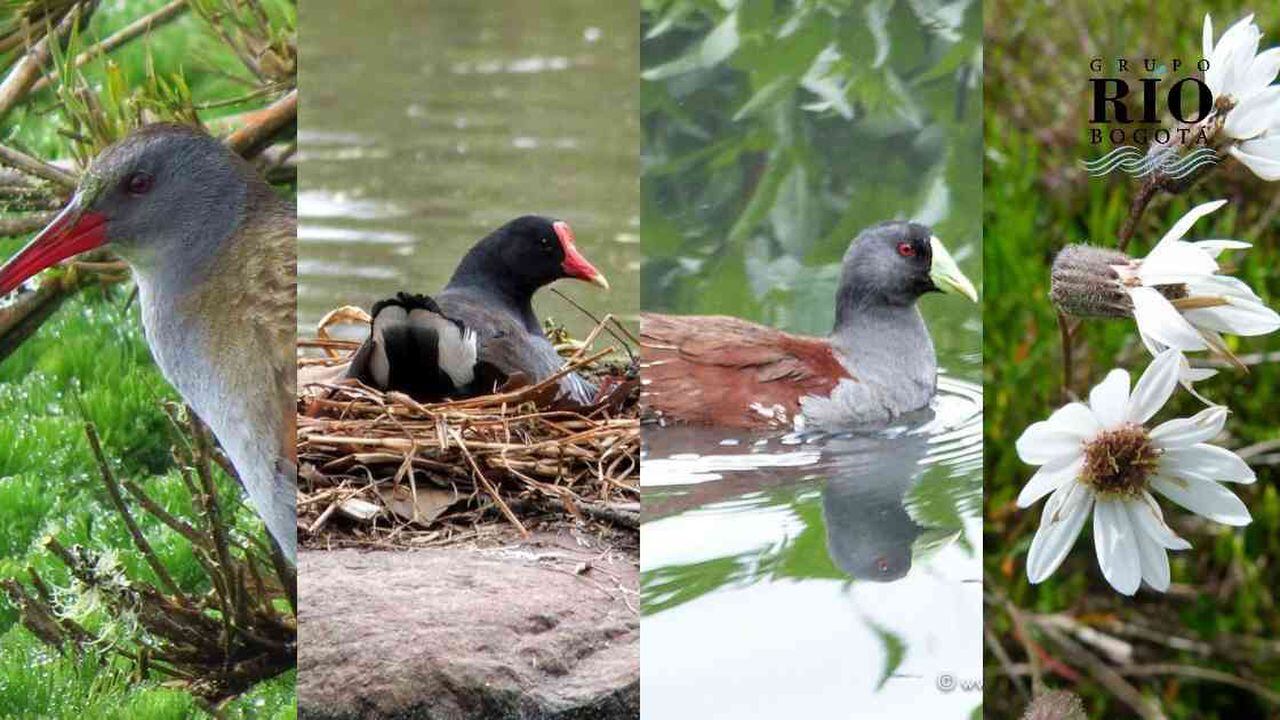 ESPECIAL: la resistencia biodiversa de la cuenca media del río Bogotá