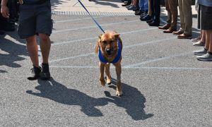 El perro se ha recuperado notablemente y fue aplaudido por los otros miembros de la Policía