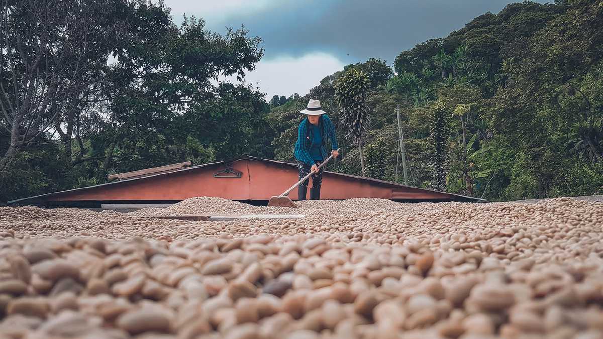 La Federación Nacional de Cafeteros busca promover la comercialización de café colombiano en el mercado nacional, a través de medios digitales.