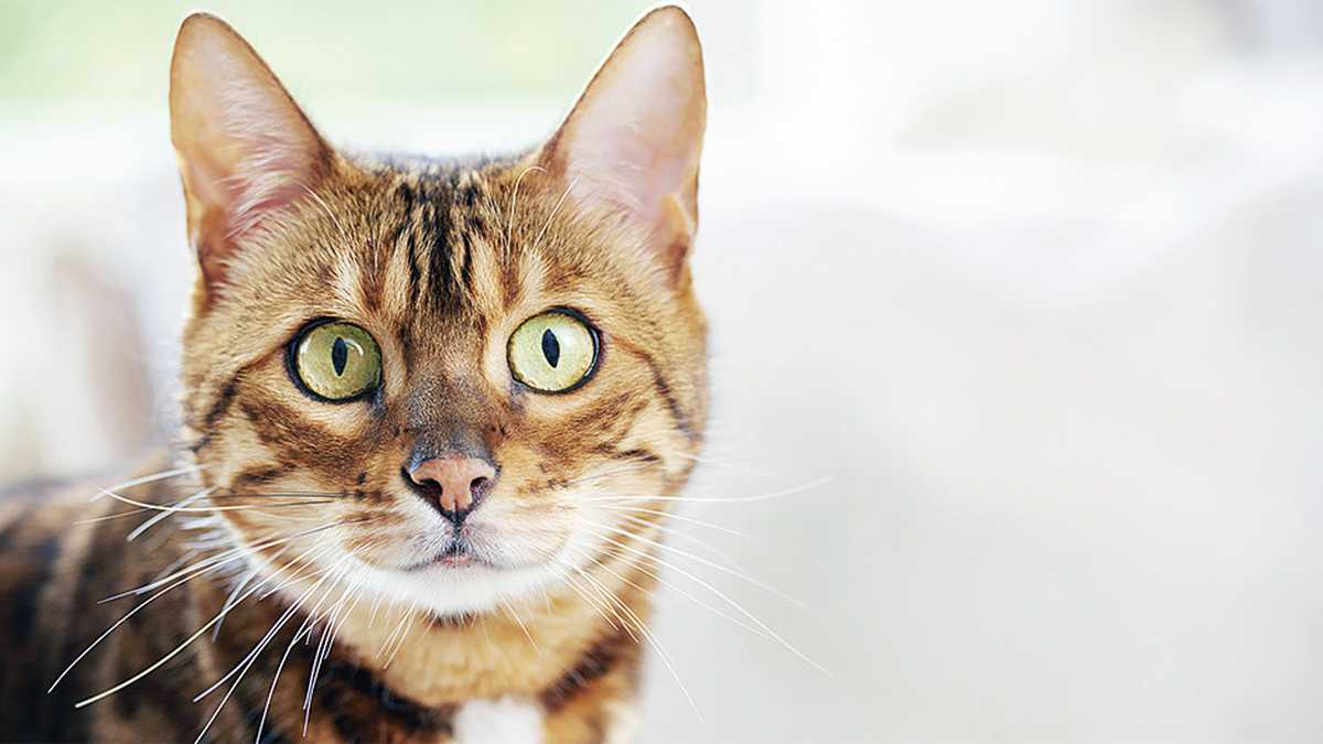 Los gatos pueden llegar a memorizar el nombre de sus cuidadores