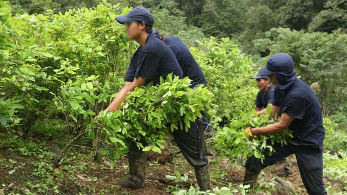 Erradicación de coca en Caucasia, Antioquia